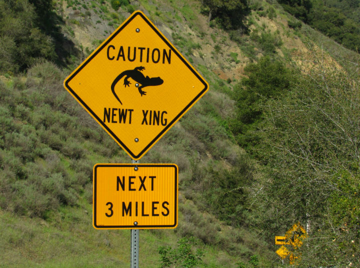 Newt Crossing Sign